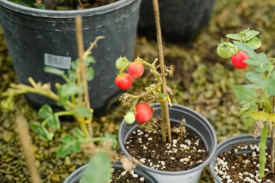 ​西红柿种植方法，西红柿价格