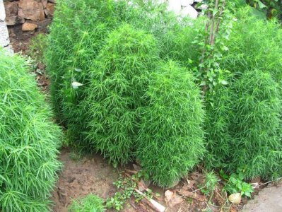 ​农村泛滥的野草，是常见的“打猪草”，其药用价值却很少人知道