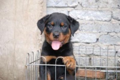 ​边牧狗狗鼻子掉皮是怎么回事？边牧犬鼻子脱皮现象解析