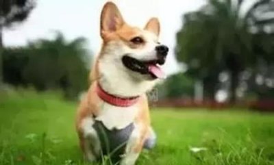 ​北京比特犬信息北京养比特犬