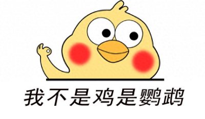 ​萌翻天的小黄鸡，原来不是鸡而是鹦鹉，可爱表情包来一波