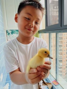 ​小鸭子如何养（小鸭子要怎么养）