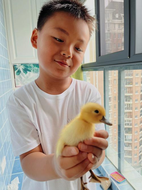 小鸭子如何养（小鸭子要怎么养）