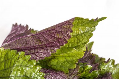 ​紫苏的功效与作用