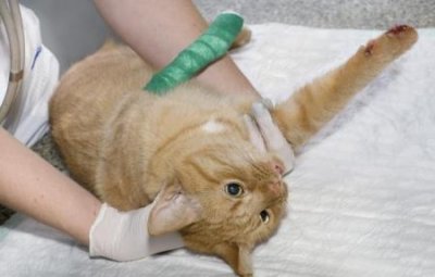 ​容易养的宠物