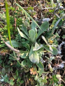 ​鼠曲草的功效与作用（化痰 止咳 祛风寒）