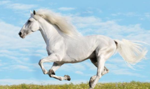 带马的吉祥成语大全