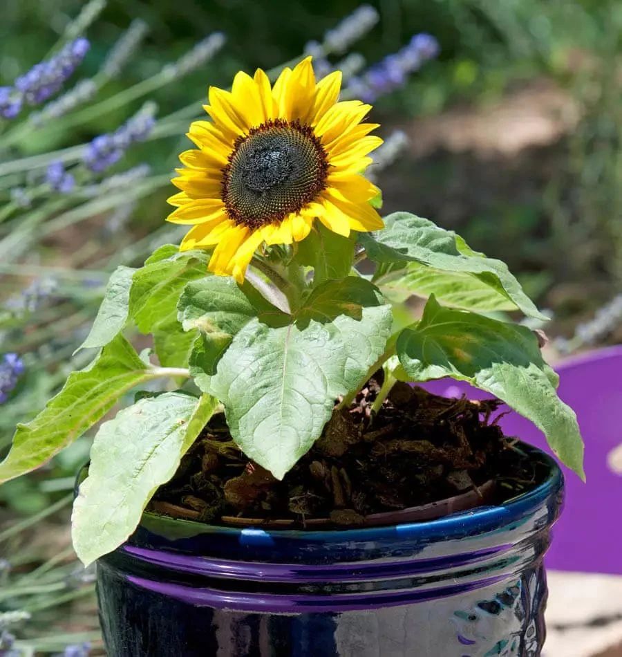 种向日葵的方法（盆栽向日葵播种和育苗养护攻略）
