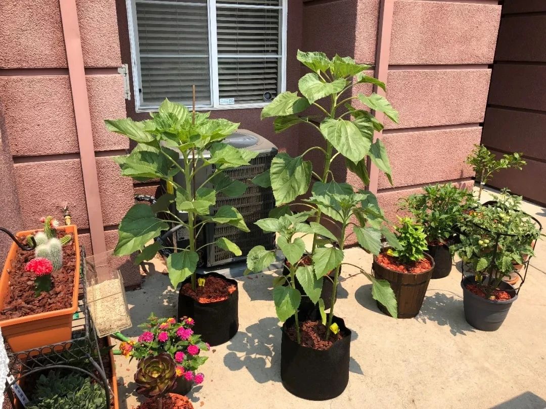 种向日葵的方法（盆栽向日葵播种和育苗养护攻略）