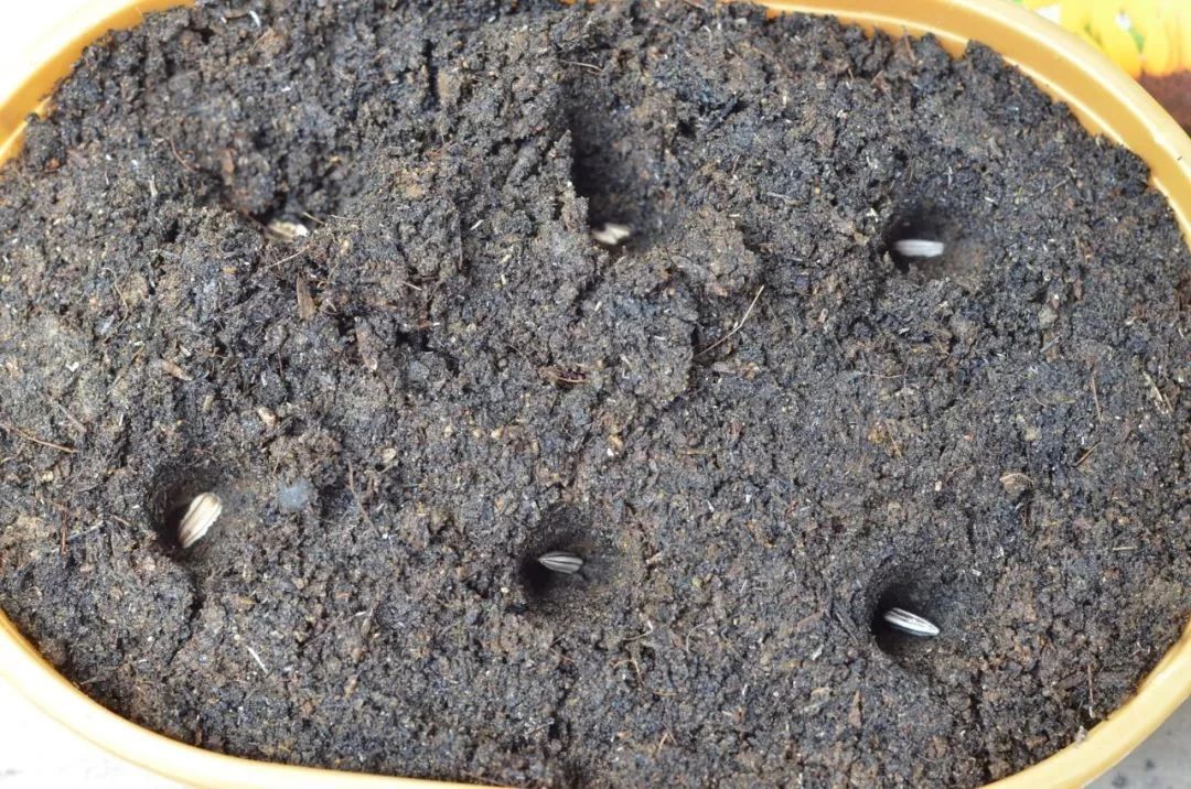 种向日葵的方法（盆栽向日葵播种和育苗养护攻略）