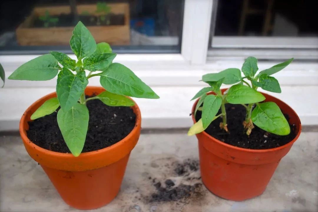 种向日葵的方法（盆栽向日葵播种和育苗养护攻略）