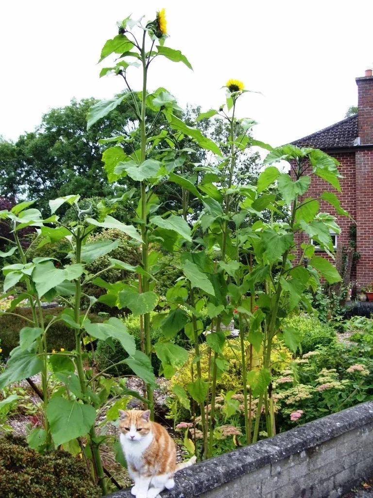 种向日葵的方法（盆栽向日葵播种和育苗养护攻略）