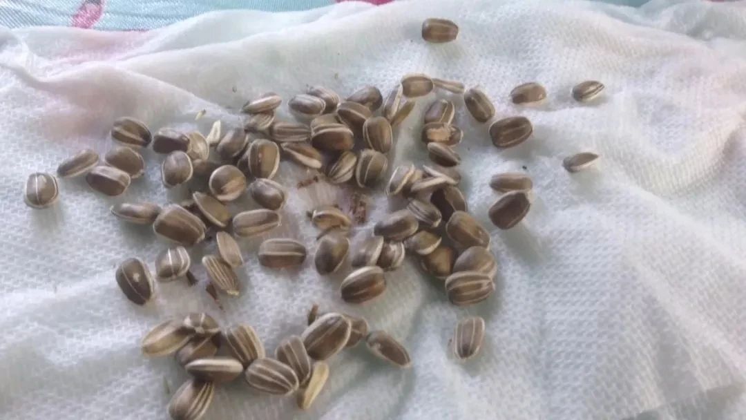 种向日葵的方法（盆栽向日葵播种和育苗养护攻略）