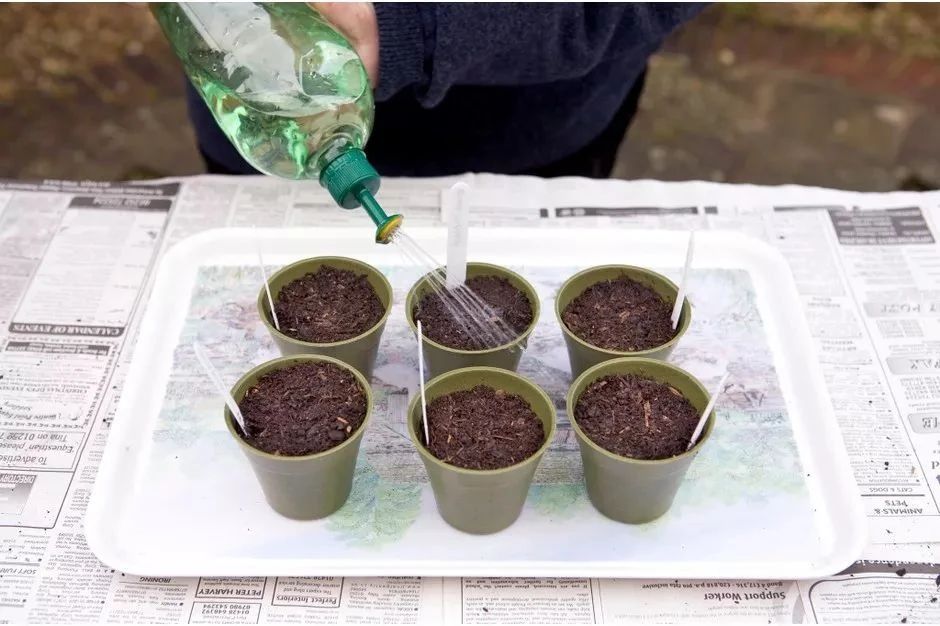 种向日葵的方法（盆栽向日葵播种和育苗养护攻略）