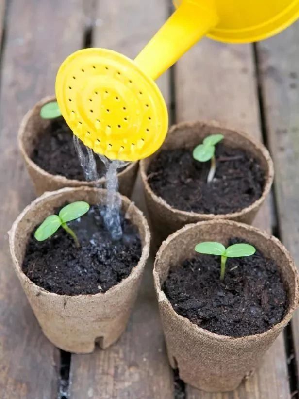 种向日葵的方法（盆栽向日葵播种和育苗养护攻略）