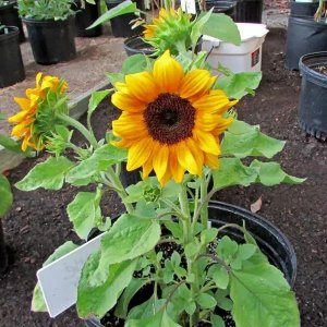 ​种向日葵的方法（盆栽向日葵播种和育苗养护攻略）