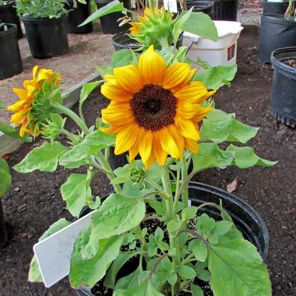 种向日葵的方法（盆栽向日葵播种和育苗养护攻略）