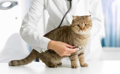 ​猫咪总是吐舌头有卖萌之嫌疑？有的情况下它只是傻