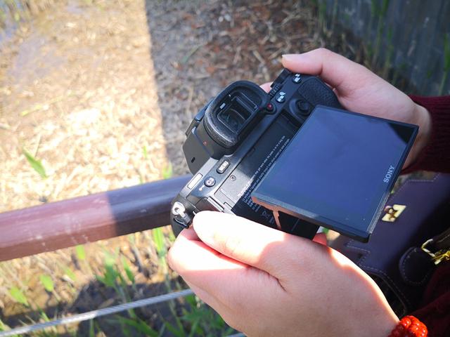 索尼微单 A7M3 索尼微单全画幅新基准A7M3测评(21)