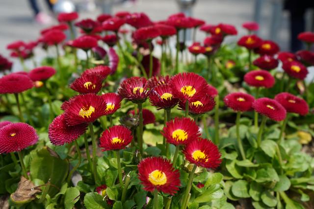 索尼微单 A7M3 索尼微单全画幅新基准A7M3测评(33)