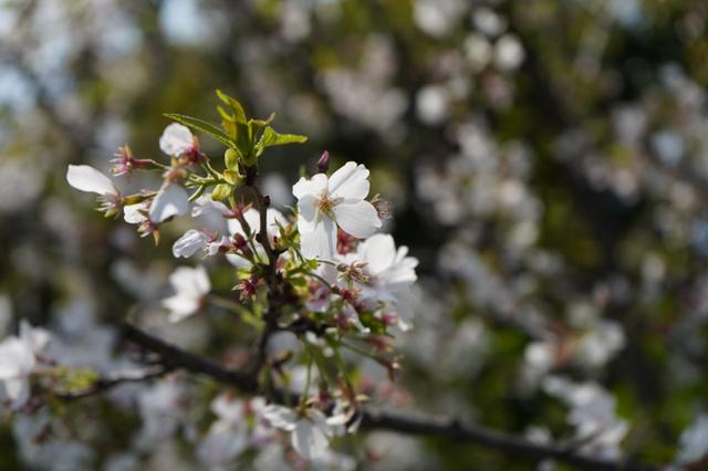 索尼微单 A7M3 索尼微单全画幅新基准A7M3测评(40)