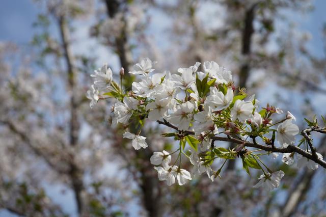 索尼微单 A7M3 索尼微单全画幅新基准A7M3测评(38)