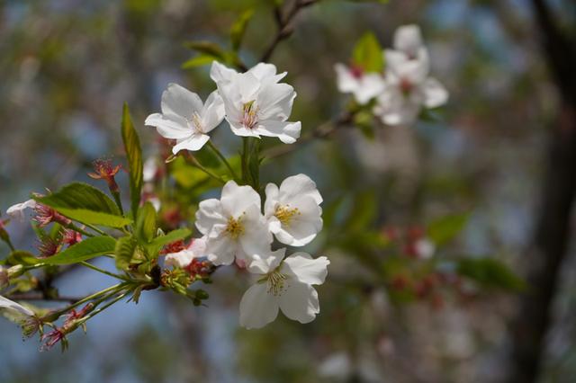 索尼微单 A7M3 索尼微单全画幅新基准A7M3测评(41)