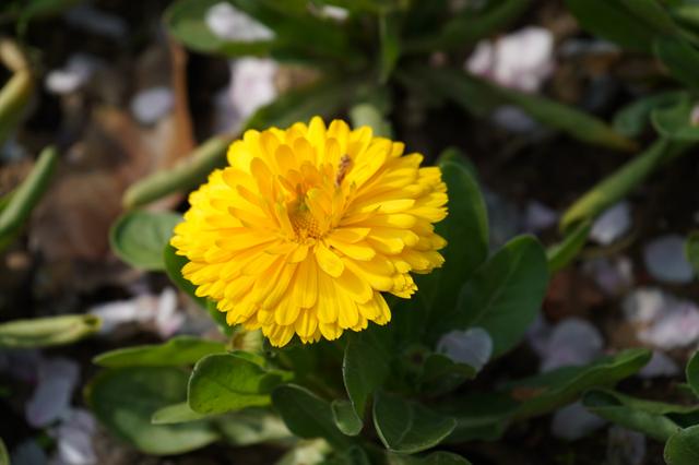 索尼微单 A7M3 索尼微单全画幅新基准A7M3测评(39)