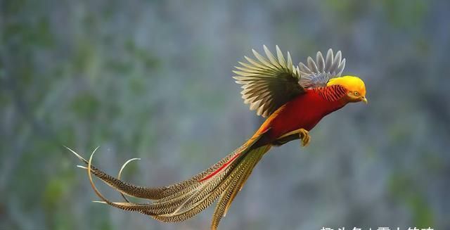 凤凰口叼麦穗是什么意思