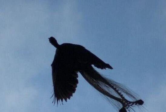 凤凰是指一雌一雄吗苍鸟