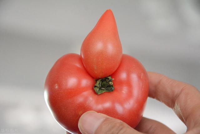 你不知道的水果冷知识（比哲学还复杂的）(3)