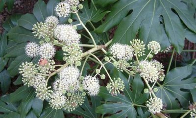 ​这些植物都有毒！要防着点儿了！