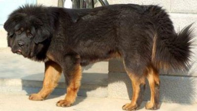 ​什么小型犬又可爱又好养，什么小型犬又可爱又好养又聪慧