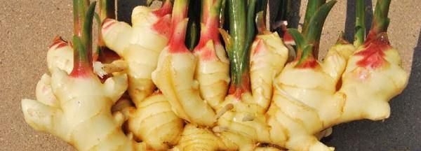 生姜怎么保存可以放的久一点,生姜怎么保存可以放得久一点图6