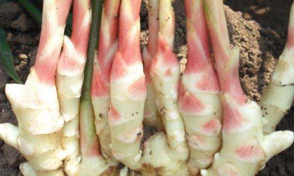 生姜怎么保存可以放的久一点,生姜怎么保存可以放得久一点图8