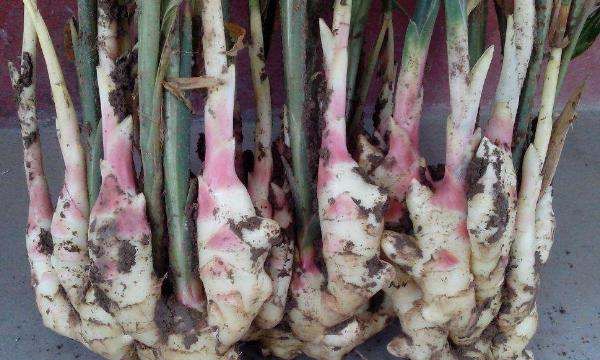 生姜怎么保存可以放的久一点,生姜怎么保存可以放得久一点图9