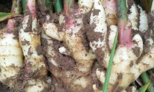 生姜怎么保存可以放的久一点,生姜怎么保存可以放得久一点图10