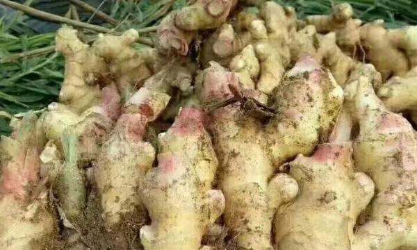 生姜怎么保存可以放的久一点,生姜怎么保存可以放得久一点图7