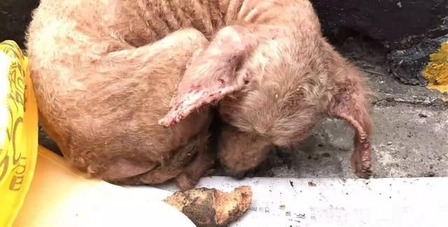 蜱虫怕什么药和气味,蜱虫死死咬在狗狗身上,要怎么取下来?图3