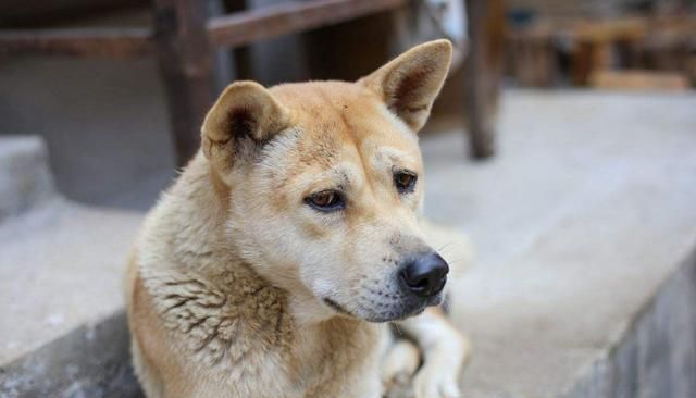 蜱虫怕什么药和气味,蜱虫死死咬在狗狗身上,要怎么取下来?图1