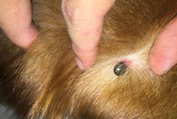 蜱虫怕什么药和气味,蜱虫死死咬在狗狗身上,要怎么取下来?图2