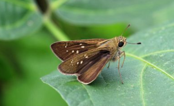 家里很多飞蛾什么原因怎么处理,家里突然有很多飞蛾是什么原因图2