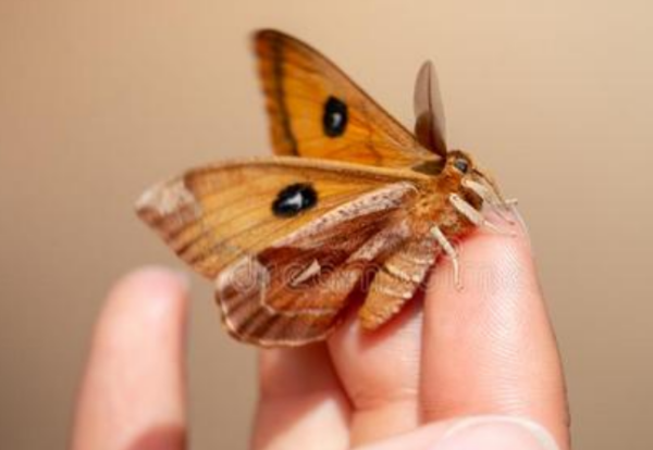 家里很多飞蛾什么原因怎么处理,家里突然有很多飞蛾是什么原因图1