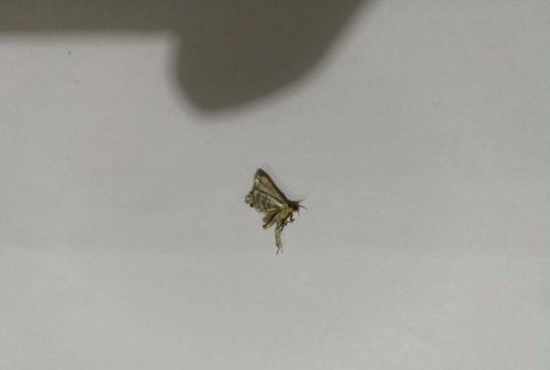 家里小飞蛾多是什么原因特别多怎么根除