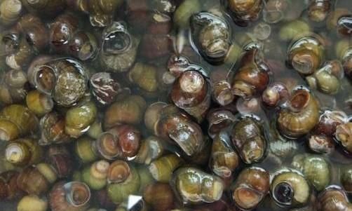 田螺怎么洗最快最干净，田螺身上怎么清洗最快最干净？图4