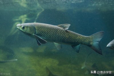 ​淡水鱼品种大全及图片（常见的淡水鱼种类名字介绍）