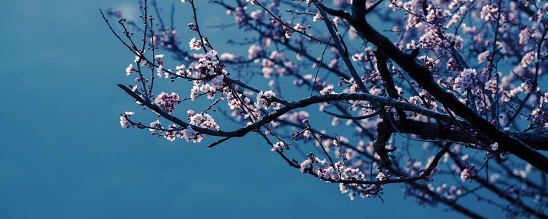 梅花一弄断人肠全诗 梅花一弄断人肠全文