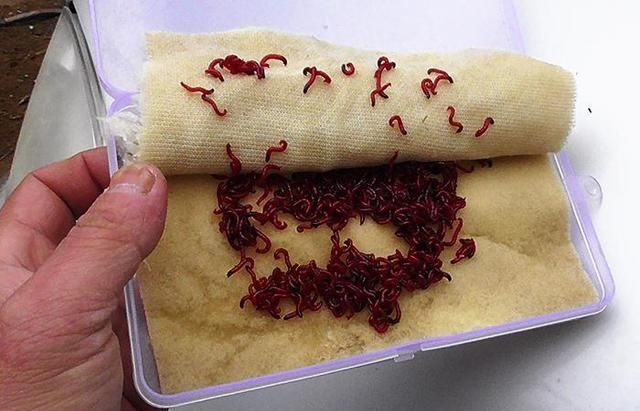 红虫如何存放能永久性存活