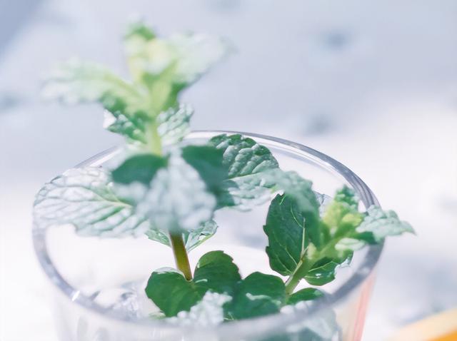 面善心狠的三个星座惹不起（性格柔软却不顺从的星座）(6)