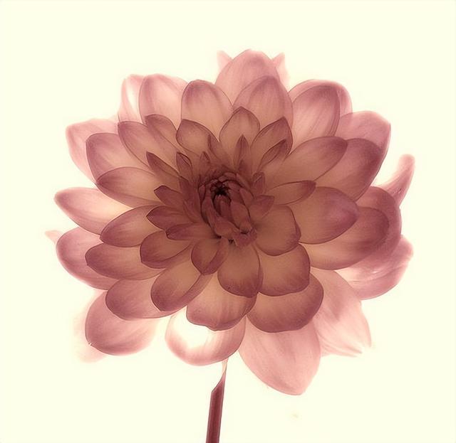 面善心狠的三个星座惹不起（性格柔软却不顺从的星座）(5)